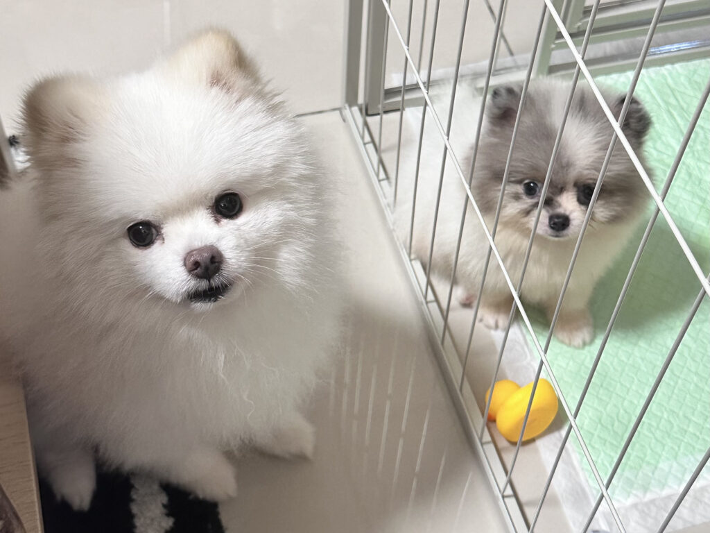 博美犬 松鼠博美差在哪?帶你認識這顆迷你毛球|10年經驗飼養須知分享 - Ruby嚕比